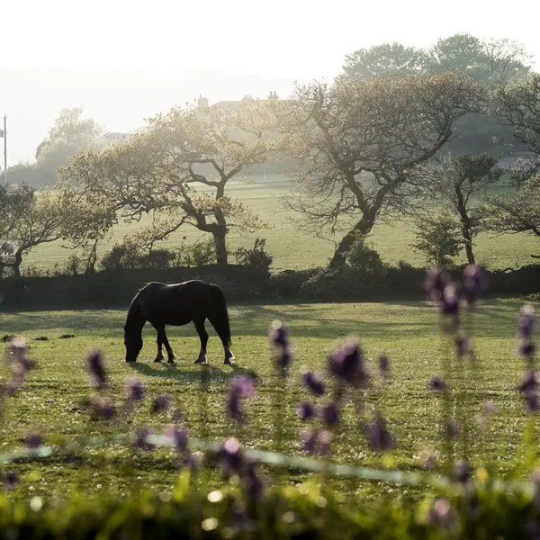 Horse Grazing in Westchester County, New York
